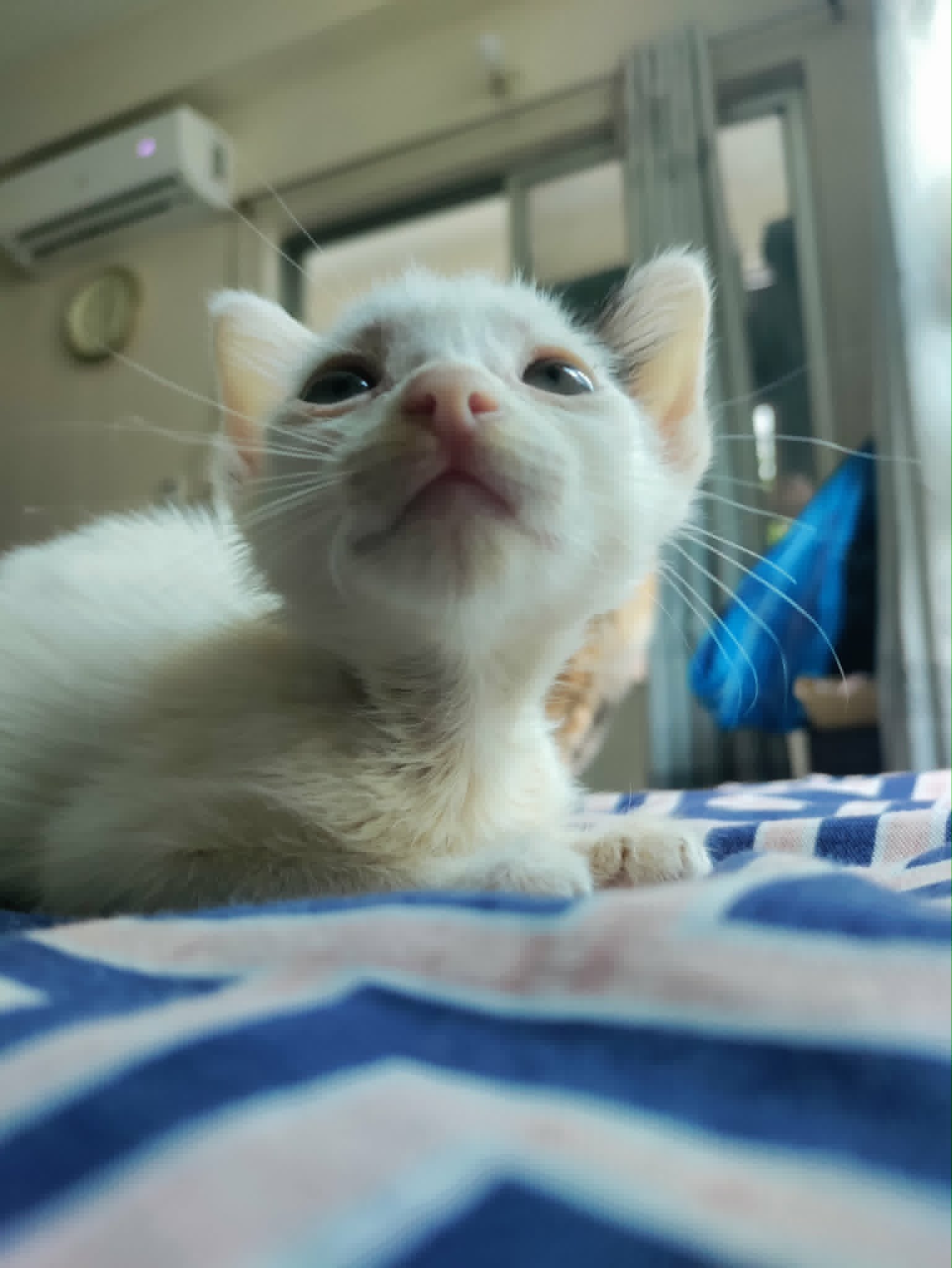 Bingsu, at 3 months old!